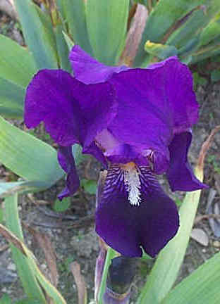 purple iris bulb