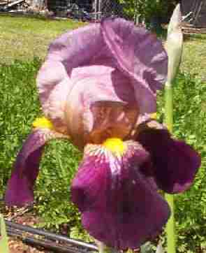 5 iris bulb